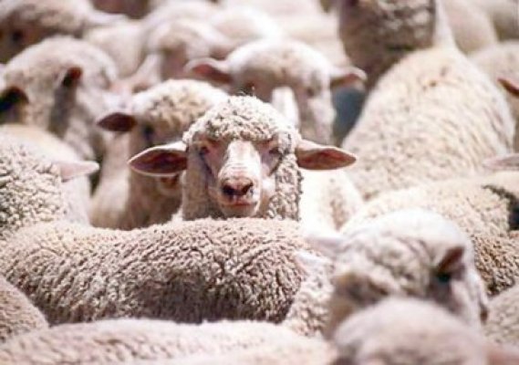 România ar putea exporta oi în China